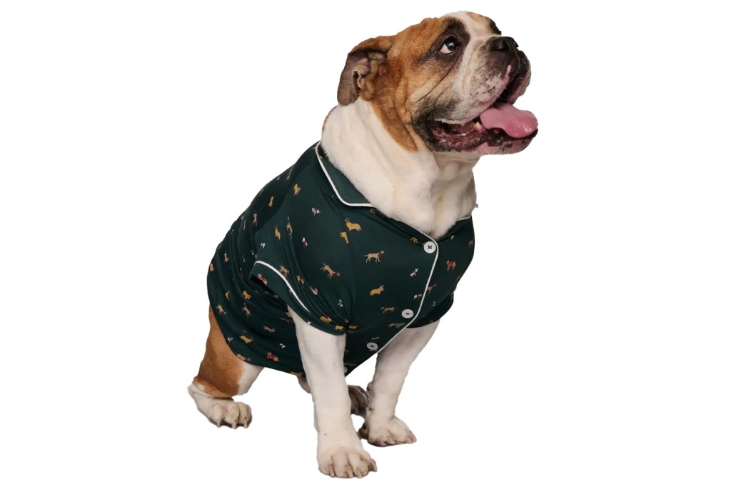 Bulldog in green pajamas with a dog pattern.
