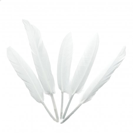 Перья ровные 12-15 см, цвет белый, 5 штук