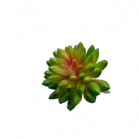 Суккулент Кам'яна троянда маленька, колір зелено-червоний, 4 см