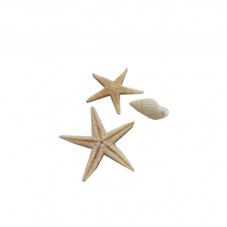 Набор морские звезды и ракушка (мини) 15-20 мм, 3 штуки