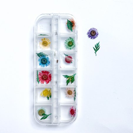 Набір з 12-ти сухоцвітів в пластиковому контейнері №2 (ромашка)