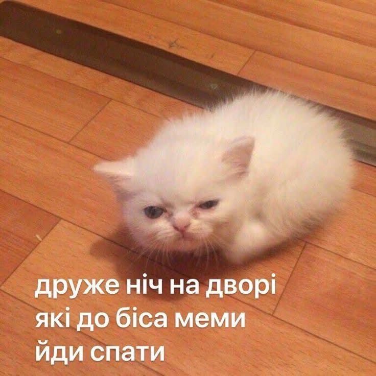 Меми з тваринками, які знадобляться кожному в цьому абсурдному житті - фото 904366