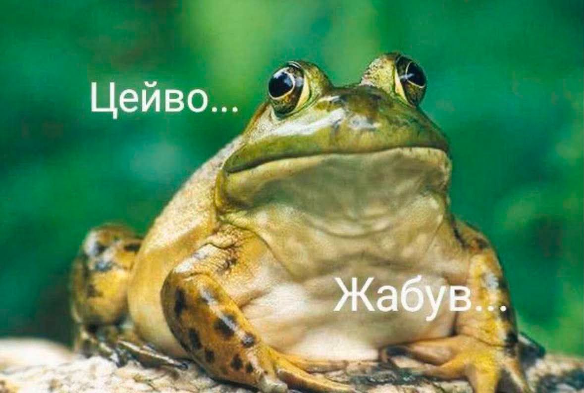 Меми з тваринками, які знадобляться кожному в цьому абсурдному житті - фото 904367