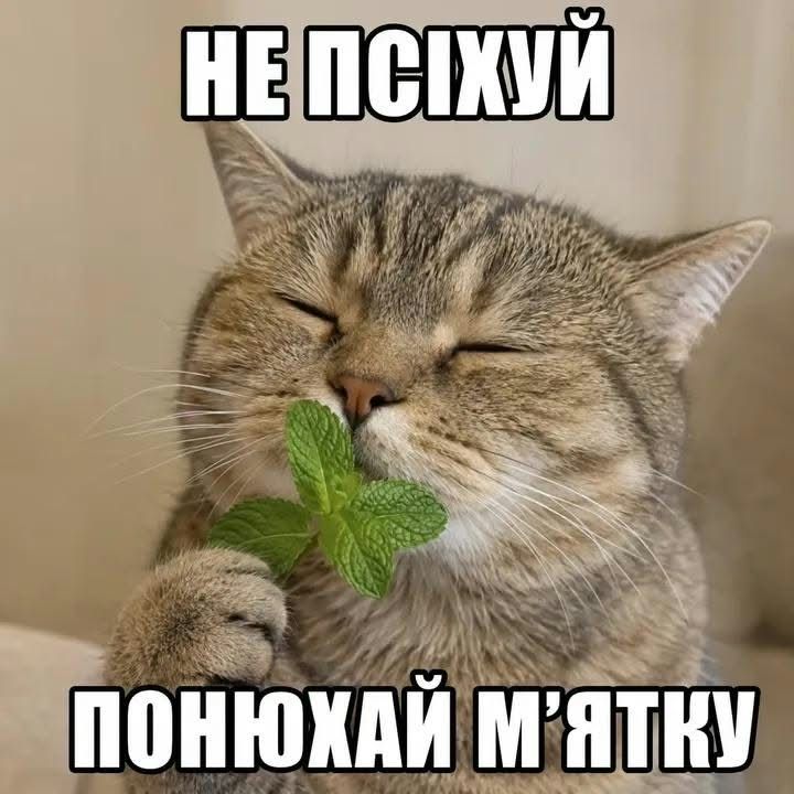 Меми з тваринками, які знадобляться кожному в цьому абсурдному житті - фото 904368