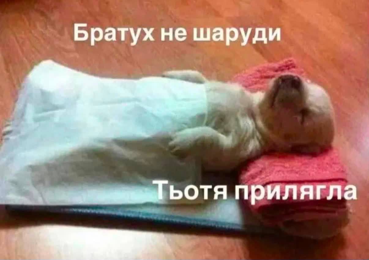 Меми з тваринками, які знадобляться кожному в цьому абсурдному житті - фото 904370