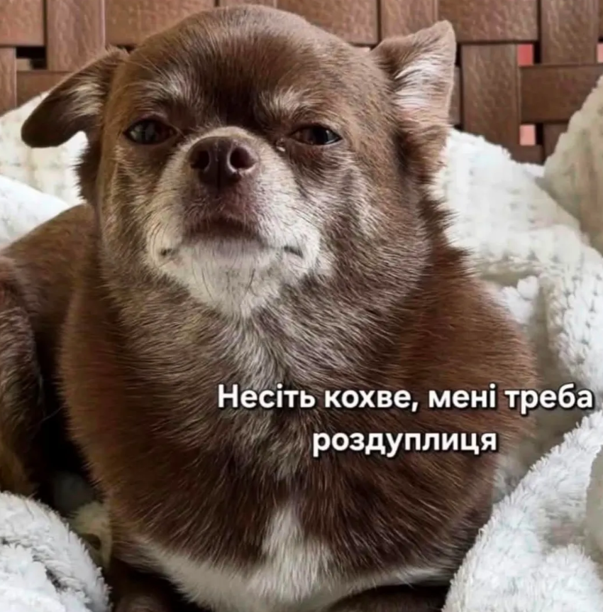 Меми з тваринками, які знадобляться кожному в цьому абсурдному житті - фото 904375