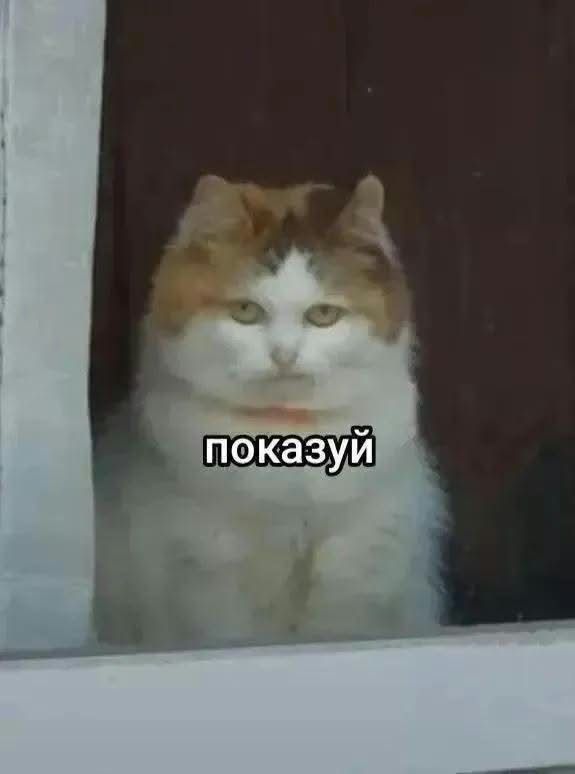 Меми з тваринками, які знадобляться кожному в цьому абсурдному житті - фото 904377