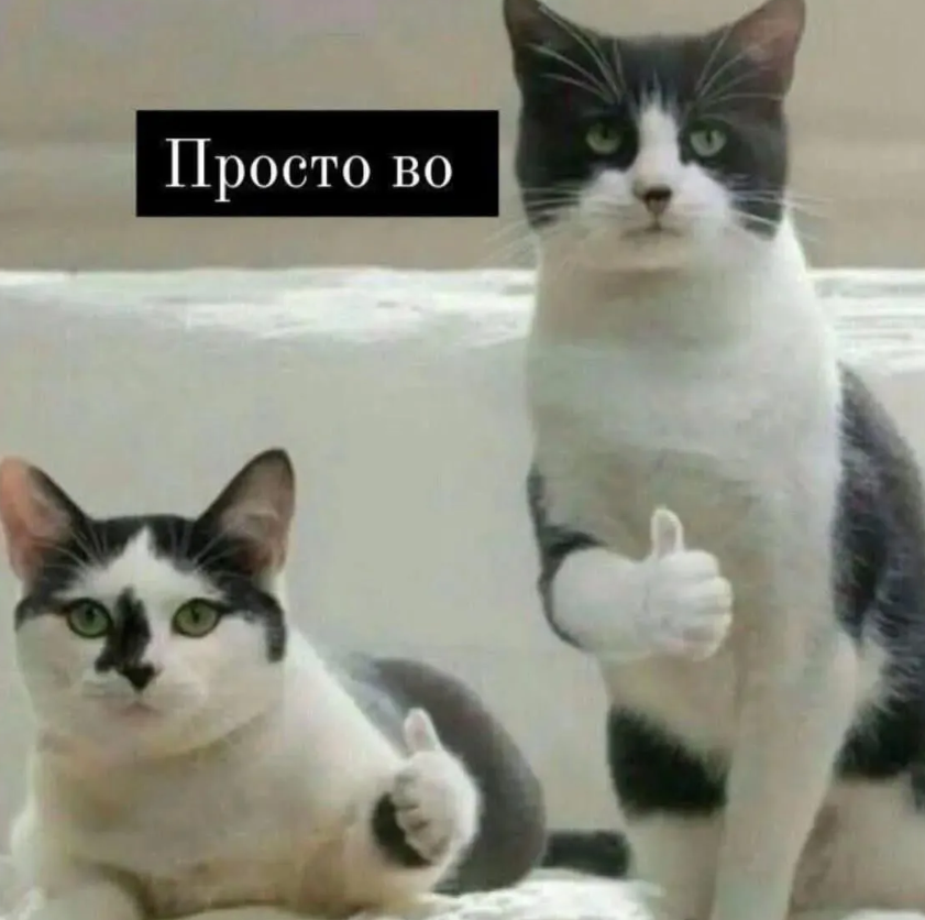 Меми з тваринками, які знадобляться кожному в цьому абсурдному житті - фото 904380
