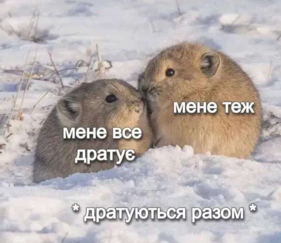 Меми з тваринками, які знадобляться кожному в цьому абсурдному житті - фото 904381