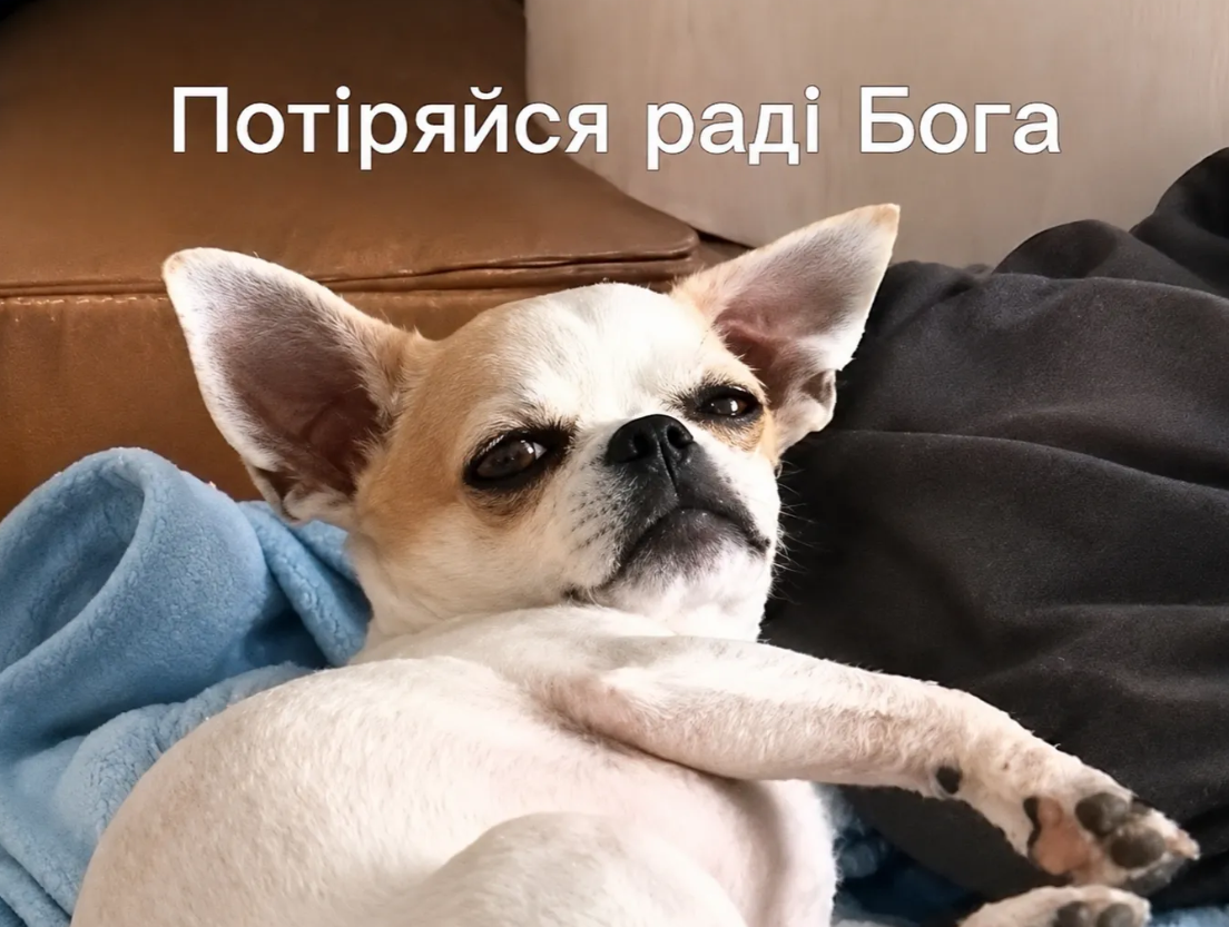 Меми з тваринками, які знадобляться кожному в цьому абсурдному житті - фото 904383