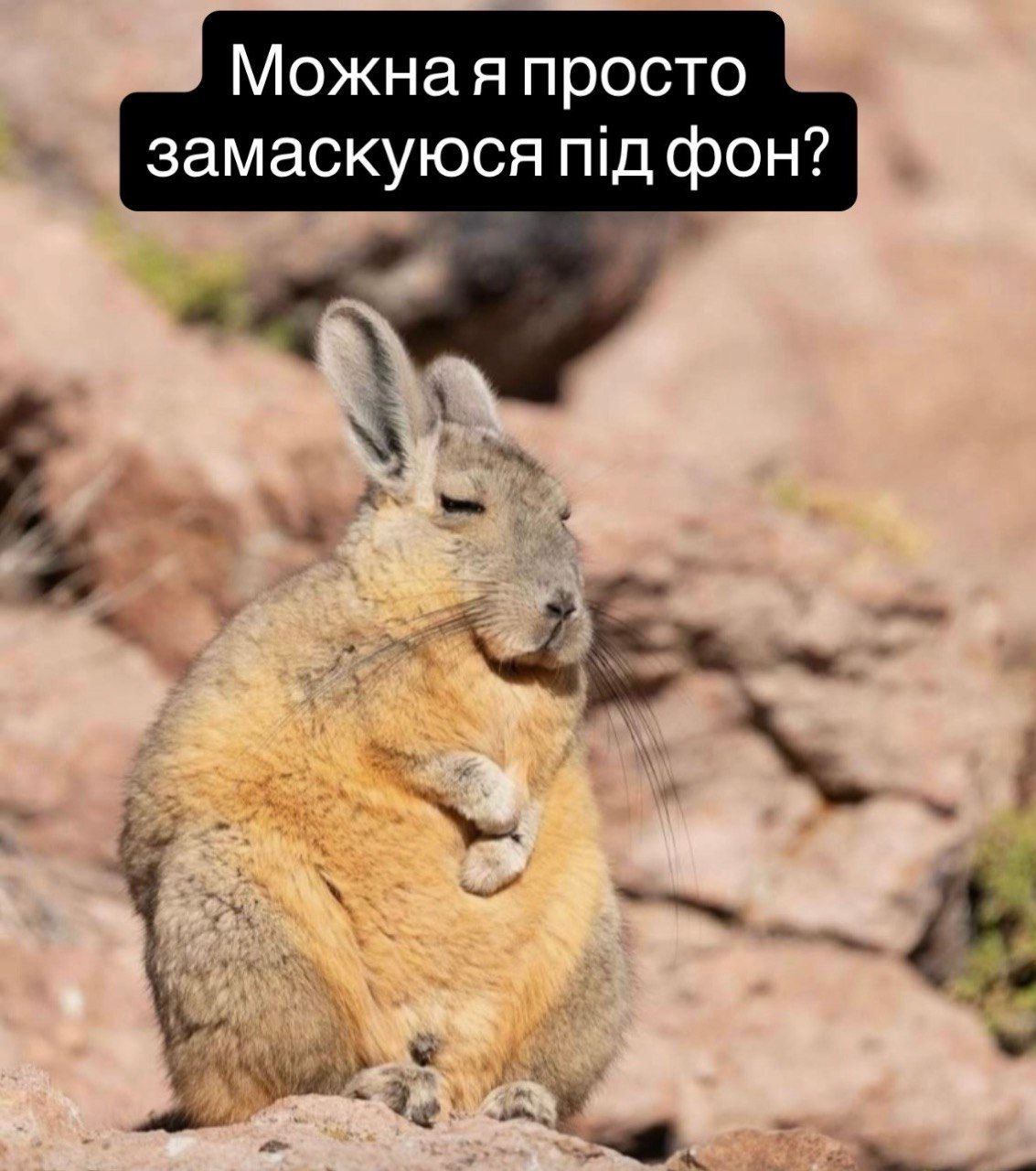 Віскача та меми - фото 905198