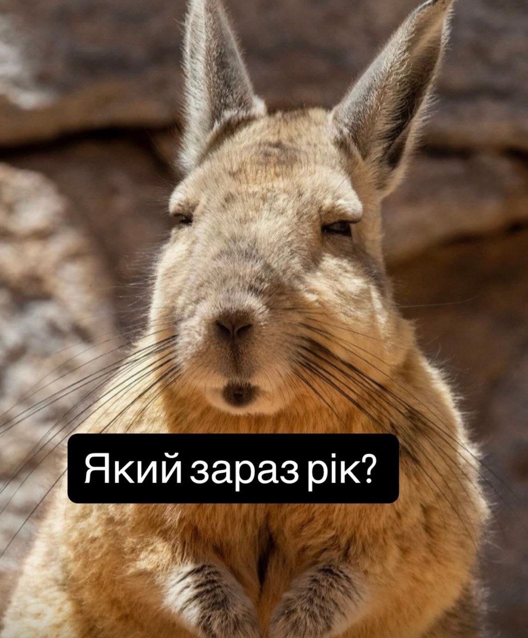 Меми - тварина з найбільш втомленим виразом у світі - фото 905199