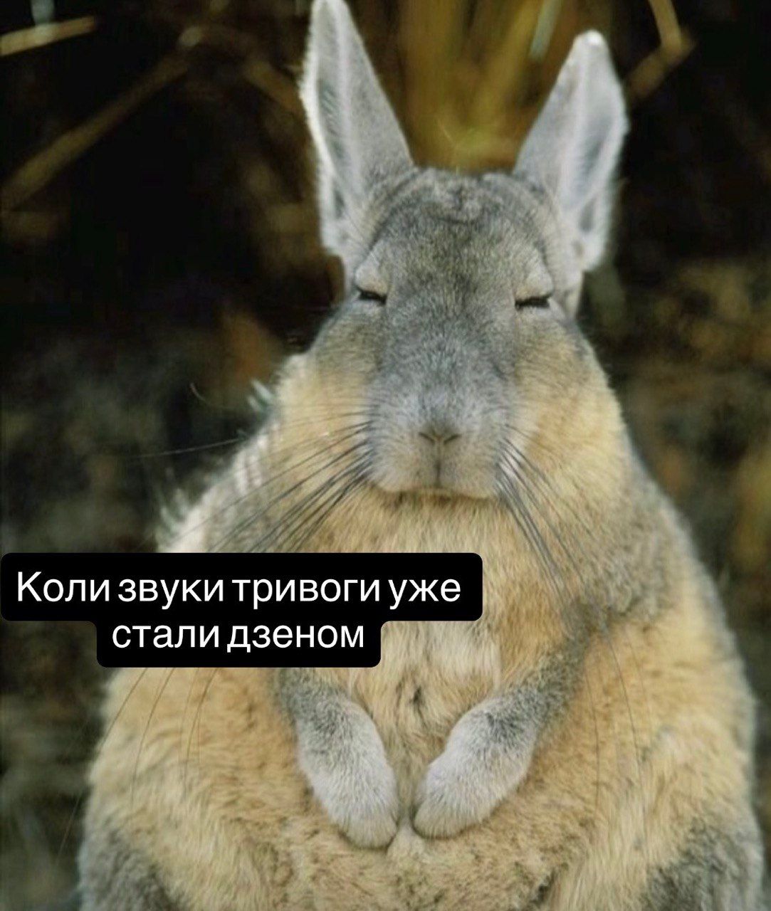 Смішні тваринки й меми - фото 905202