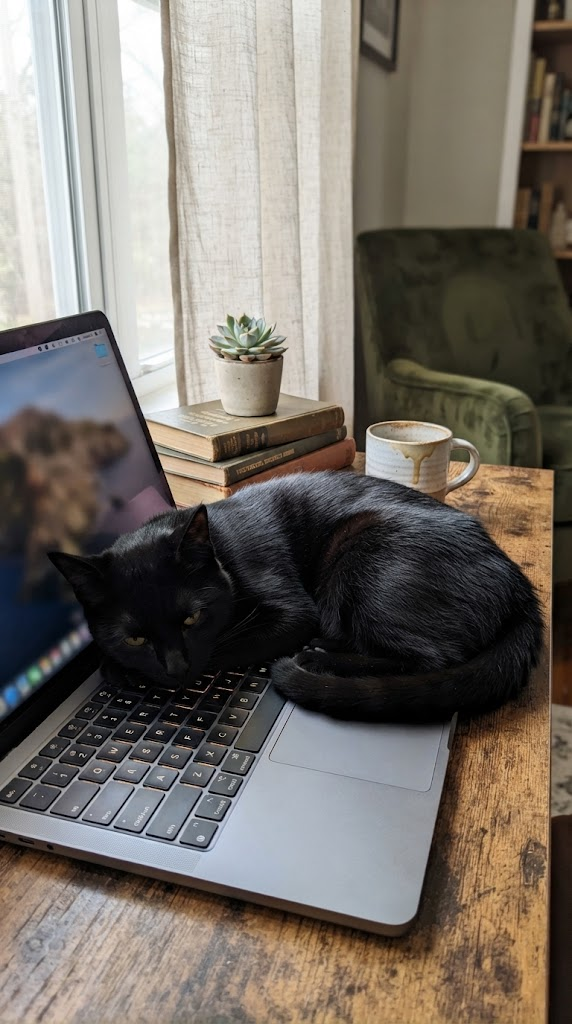 смішні котики