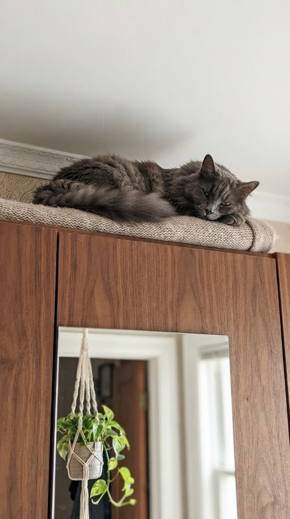 скільки сплять коти