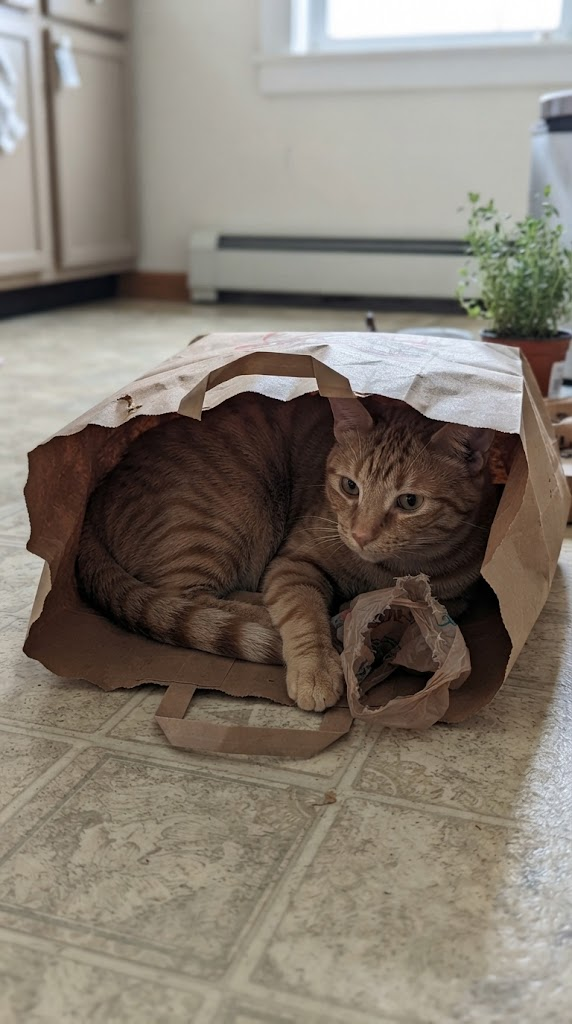 поведінка котів