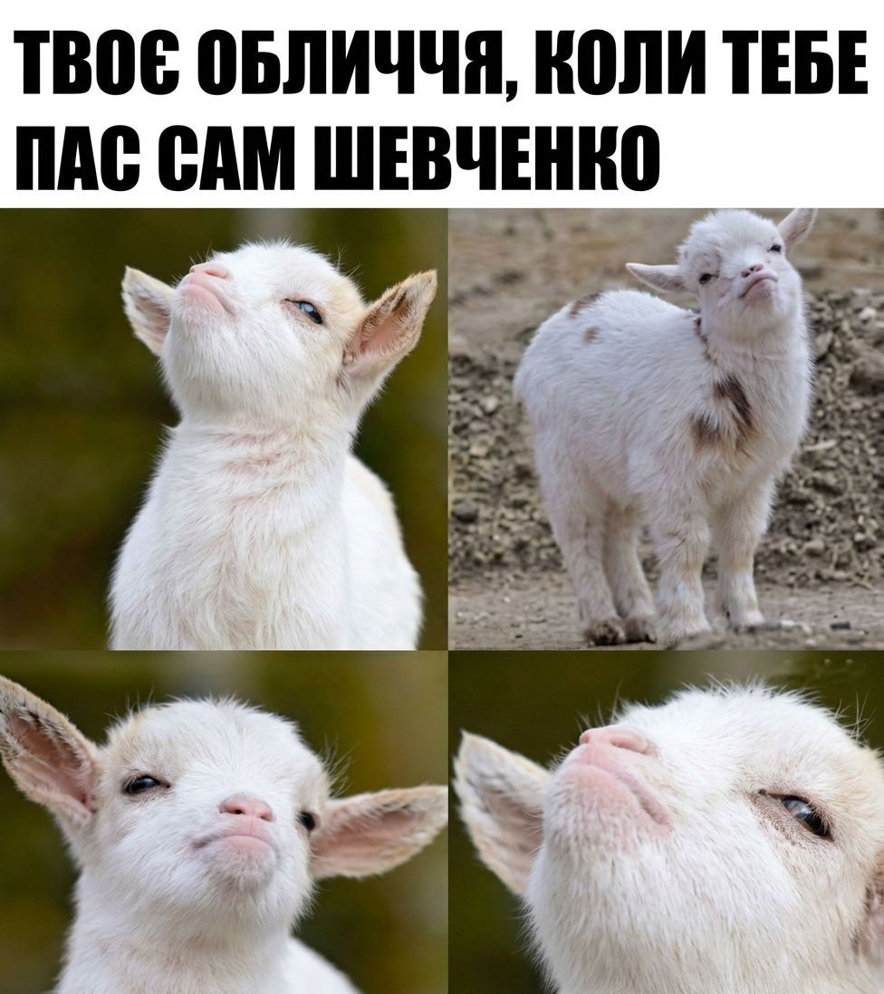 Літературні меми, які зацінять усі, хто не уявляє свого життя без книг