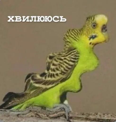 Життєві меми з папужками, які скажуть більше за тисячу слів - 909113 Життєві меми з папужками, які скажуть більше за тисячу слів - фото 909113
