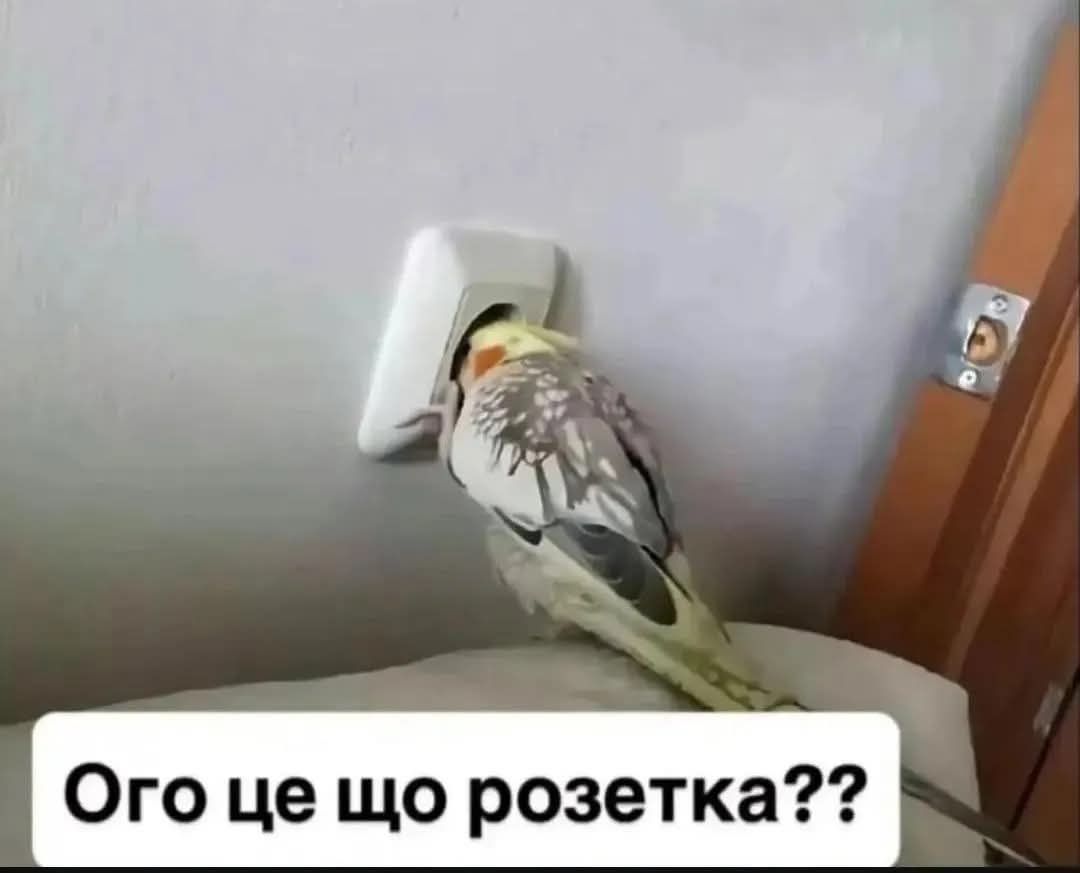 Життєві меми з папужками, які скажуть більше за тисячу слів - 909116 Життєві меми з папужками, які скажуть більше за тисячу слів - фото 909116