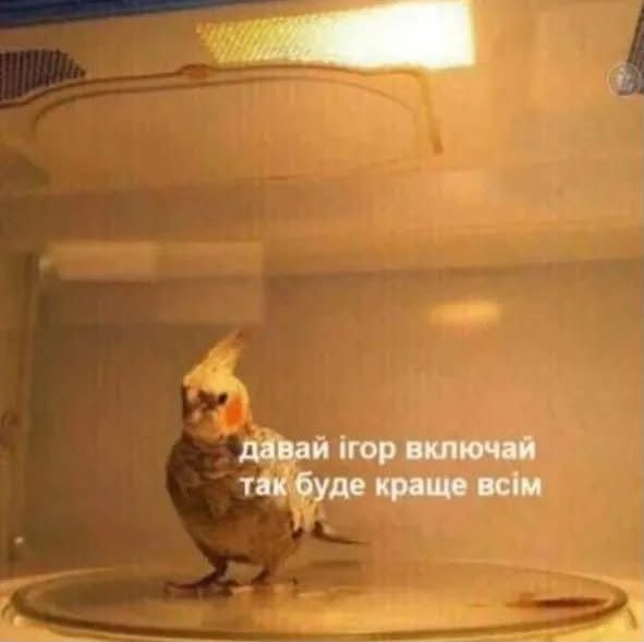 Життєві меми з папужками, які скажуть більше за тисячу слів - 909118 Життєві меми з папужками, які скажуть більше за тисячу слів - фото 909118