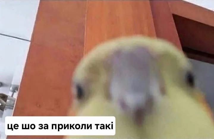 Життєві меми з папужками, які скажуть більше за тисячу слів - 909119 Життєві меми з папужками, які скажуть більше за тисячу слів - фото 909119