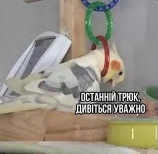 Життєві меми з папужками, які скажуть більше за тисячу слів - 909122 Життєві меми з папужками, які скажуть більше за тисячу слів - фото 909122