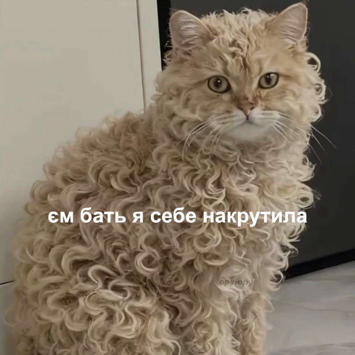 Магній має врятувати нас усіх: меми про тривожність, істерики та життєву дурку - фото 909188