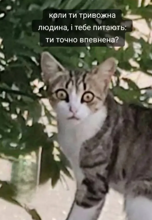 Магній має врятувати нас усіх: меми про тривожність, істерики та життєву дурку - фото 909203