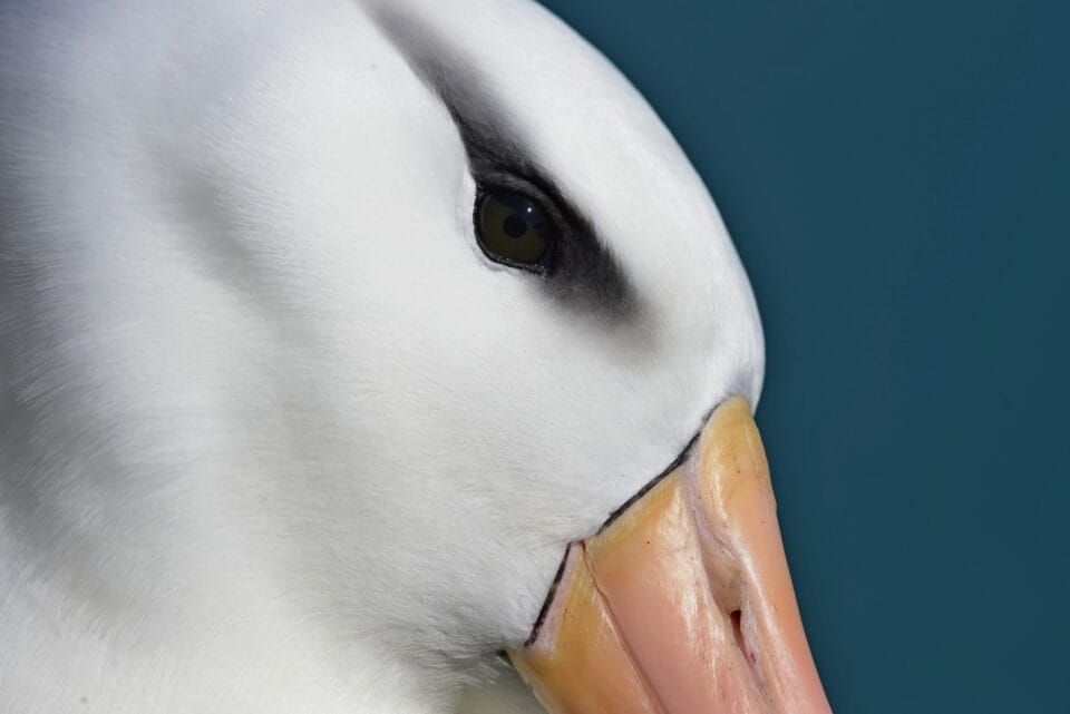 Фотографи полювали за цими кадрами роками: найкращі фото птахів конкурсу Audubon Photography Awards 2026 - 909637 Фотографи полювали за цими кадрами роками: найкращі фото птахів конкурсу Audubon Photography Awards 2026 - фото 909637