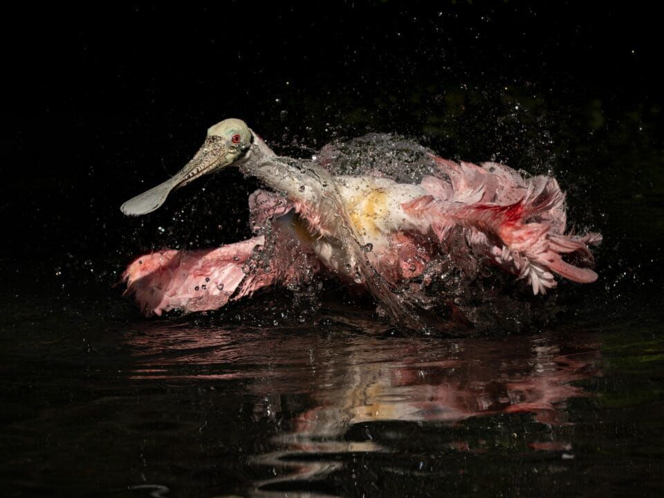 Фотографи полювали за цими кадрами роками: найкращі фото птахів конкурсу Audubon Photography Awards 2026 - 909638 Фотографи полювали за цими кадрами роками: найкращі фото птахів конкурсу Audubon Photography Awards 2026 - фото 909638