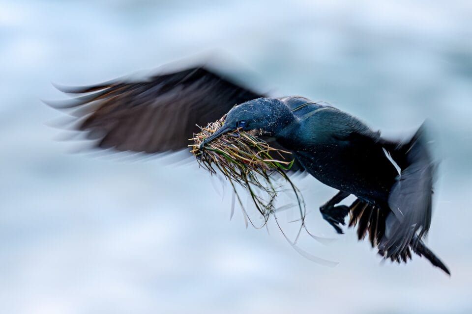 Фотографи полювали за цими кадрами роками: найкращі фото птахів конкурсу Audubon Photography Awards 2026 - 909640 Фотографи полювали за цими кадрами роками: найкращі фото птахів конкурсу Audubon Photography Awards 2026 - фото 909640