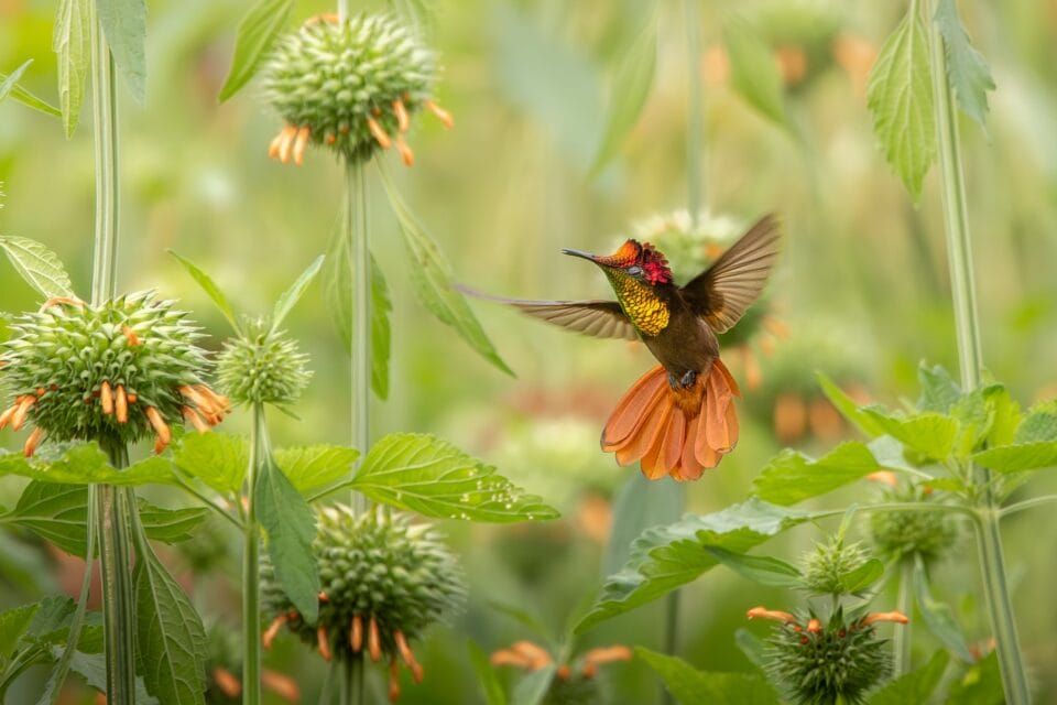 Фотографи полювали за цими кадрами роками: найкращі фото птахів конкурсу Audubon Photography Awards 2026 - 909641 Фотографи полювали за цими кадрами роками: найкращі фото птахів конкурсу Audubon Photography Awards 2026 - фото 909641