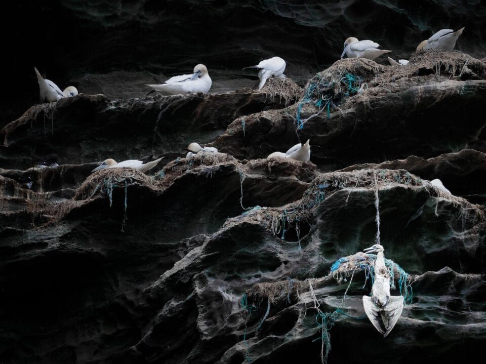 Фотографи полювали за цими кадрами роками: найкращі фото птахів конкурсу Audubon Photography Awards 2026 - 909642 Фотографи полювали за цими кадрами роками: найкращі фото птахів конкурсу Audubon Photography Awards 2026 - фото 909642