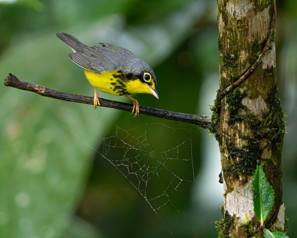 Фотографи полювали за цими кадрами роками: найкращі фото птахів конкурсу Audubon Photography Awards 2026 - 909643 Фотографи полювали за цими кадрами роками: найкращі фото птахів конкурсу Audubon Photography Awards 2026 - фото 909643
