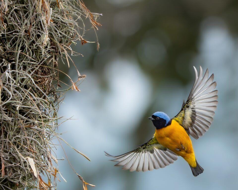 Фотографи полювали за цими кадрами роками: найкращі фото птахів конкурсу Audubon Photography Awards 2026 - 909644 Фотографи полювали за цими кадрами роками: найкращі фото птахів конкурсу Audubon Photography Awards 2026 - фото 909644