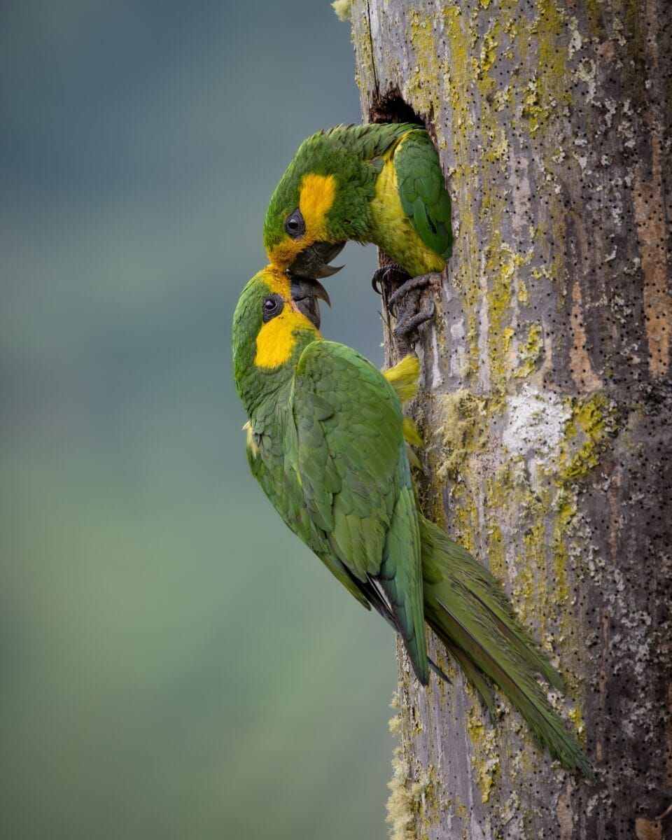 Фотографи полювали за цими кадрами роками: найкращі фото птахів конкурсу Audubon Photography Awards 2026 - 909646 Фотографи полювали за цими кадрами роками: найкращі фото птахів конкурсу Audubon Photography Awards 2026 - фото 909646