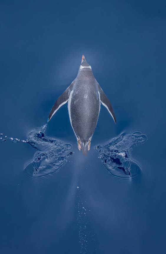 Фотографи полювали за цими кадрами роками: найкращі фото птахів конкурсу Audubon Photography Awards 2026 - 909647 Фотографи полювали за цими кадрами роками: найкращі фото птахів конкурсу Audubon Photography Awards 2026 - фото 909647