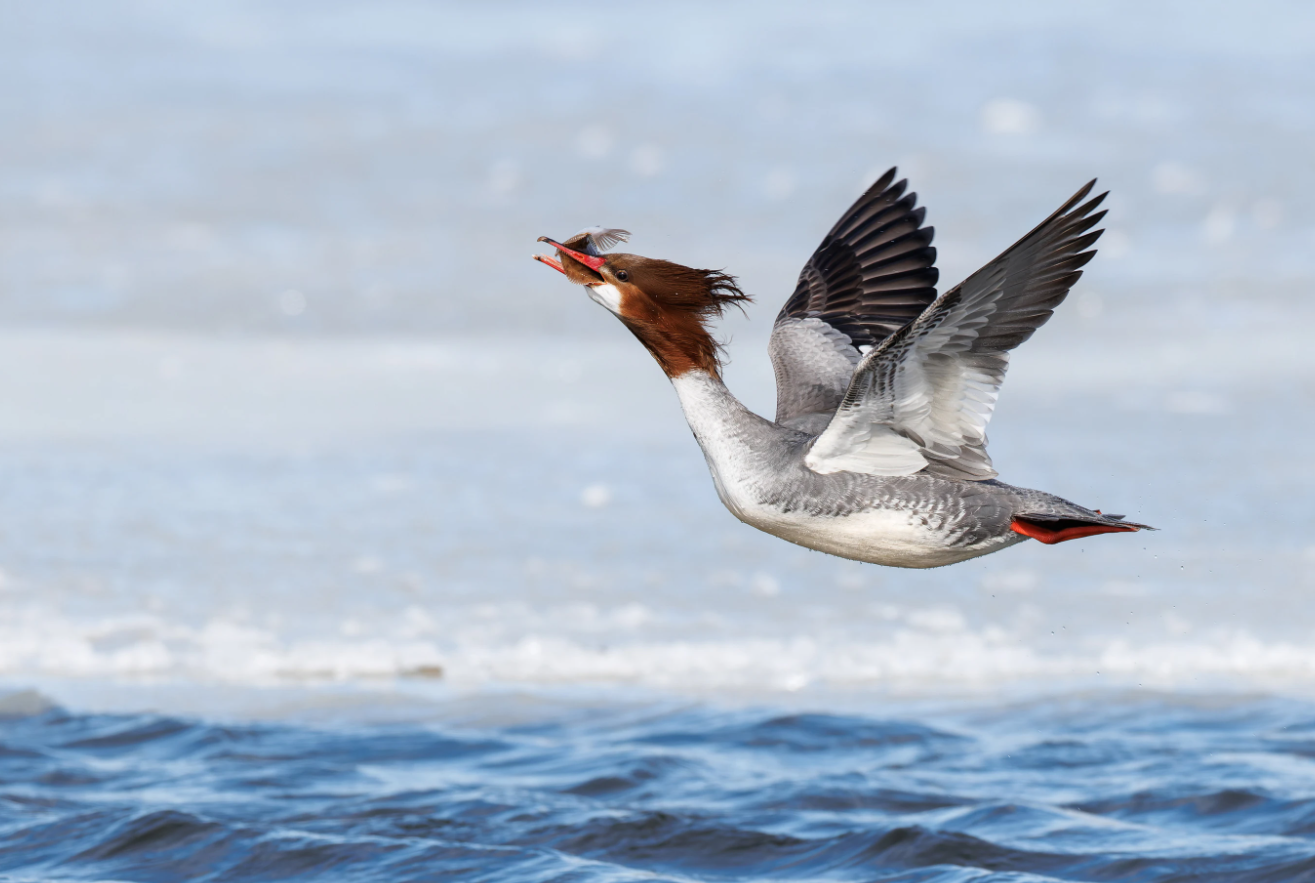 Фотографи полювали за цими кадрами роками: найкращі фото птахів конкурсу Audubon Photography Awards 2026 - 909648 Фотографи полювали за цими кадрами роками: найкращі фото птахів конкурсу Audubon Photography Awards 2026 - фото 909648