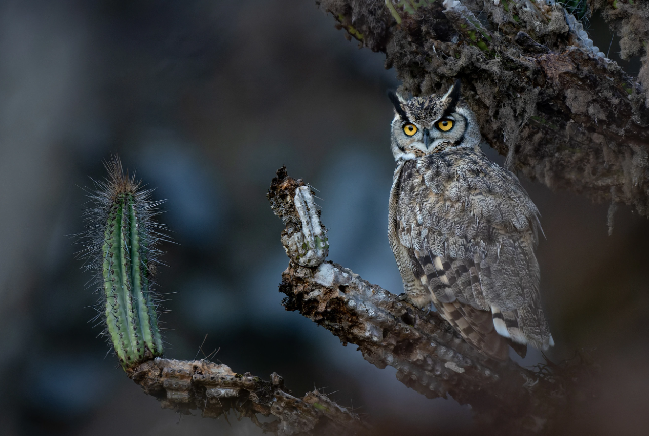 Фотографи полювали за цими кадрами роками: найкращі фото птахів конкурсу Audubon Photography Awards 2026 - 909652 Фотографи полювали за цими кадрами роками: найкращі фото птахів конкурсу Audubon Photography Awards 2026 - фото 909652