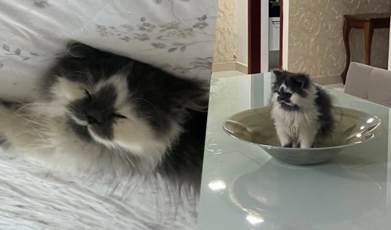 20 котиків, над шерстю яких природа провела чарівний експеримент - 911810 20 котиків, над шерстю яких природа провела чарівний експеримент - фото 911810