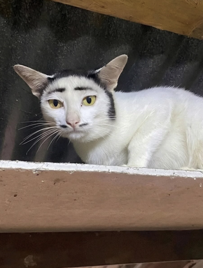 20 котиків, над шерстю яких природа провела чарівний експеримент - 911821 20 котиків, над шерстю яких природа провела чарівний експеримент - фото 911821