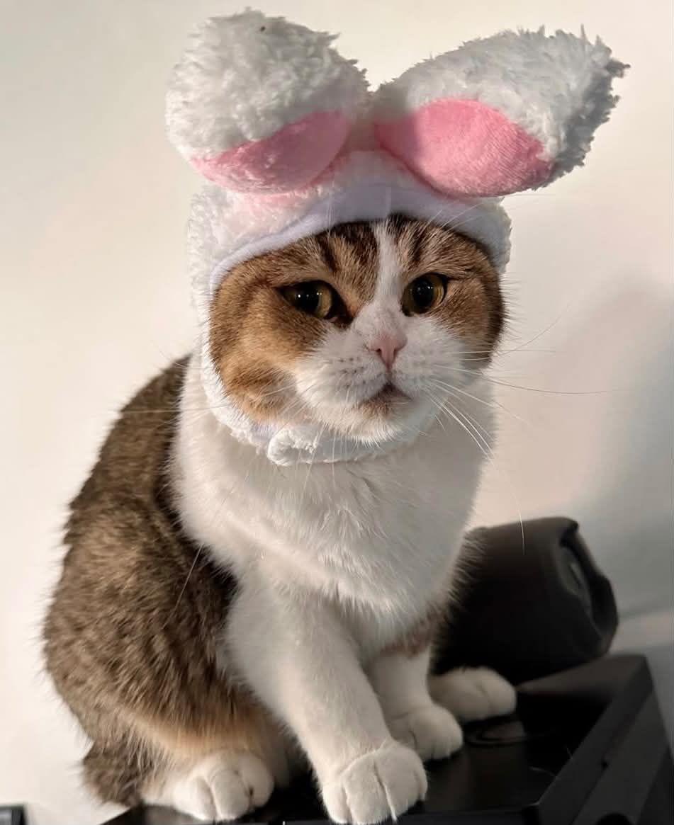 Коти в смішних капелюхах — це те, що гарантовано зніме напругу - фото 911965