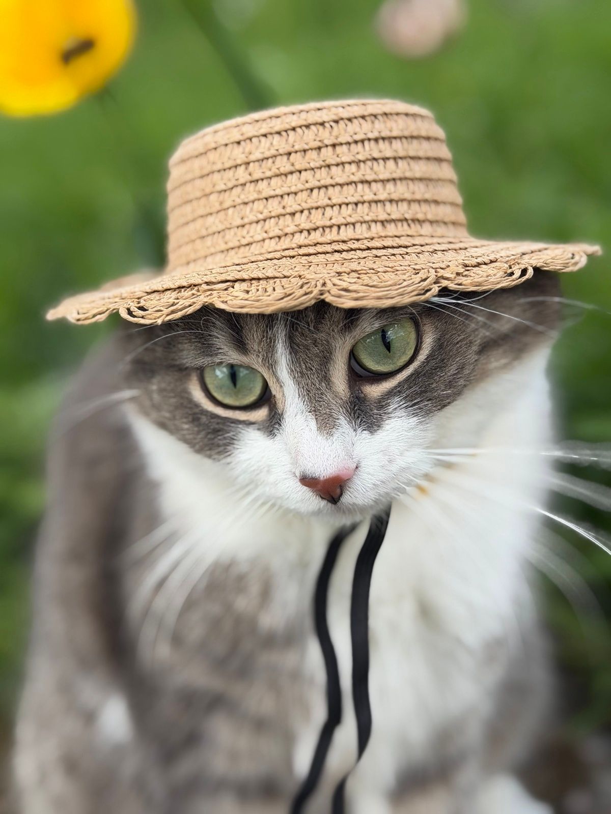 Коти в смішних капелюхах — це те, що гарантовано зніме напругу - фото 911967