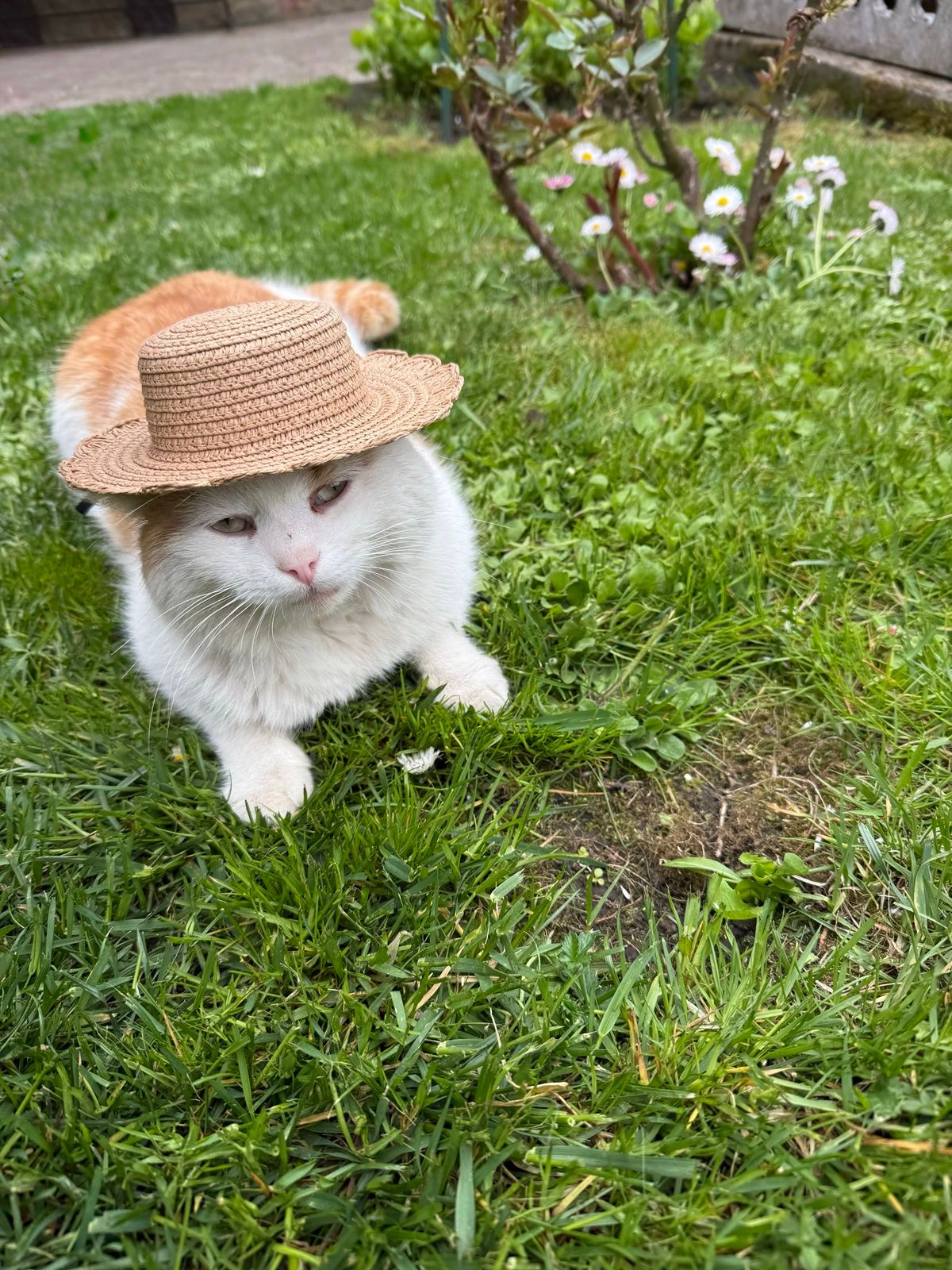 Коти в смішних капелюхах — це те, що гарантовано зніме напругу - фото 911969