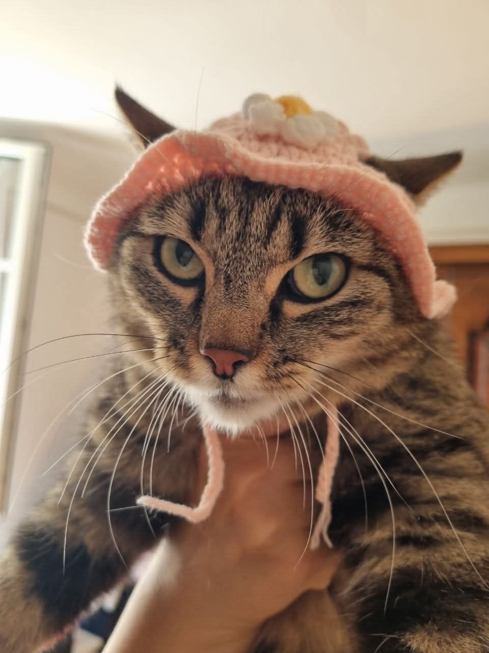 Коти в смішних капелюхах — це те, що гарантовано зніме напругу - фото 911971