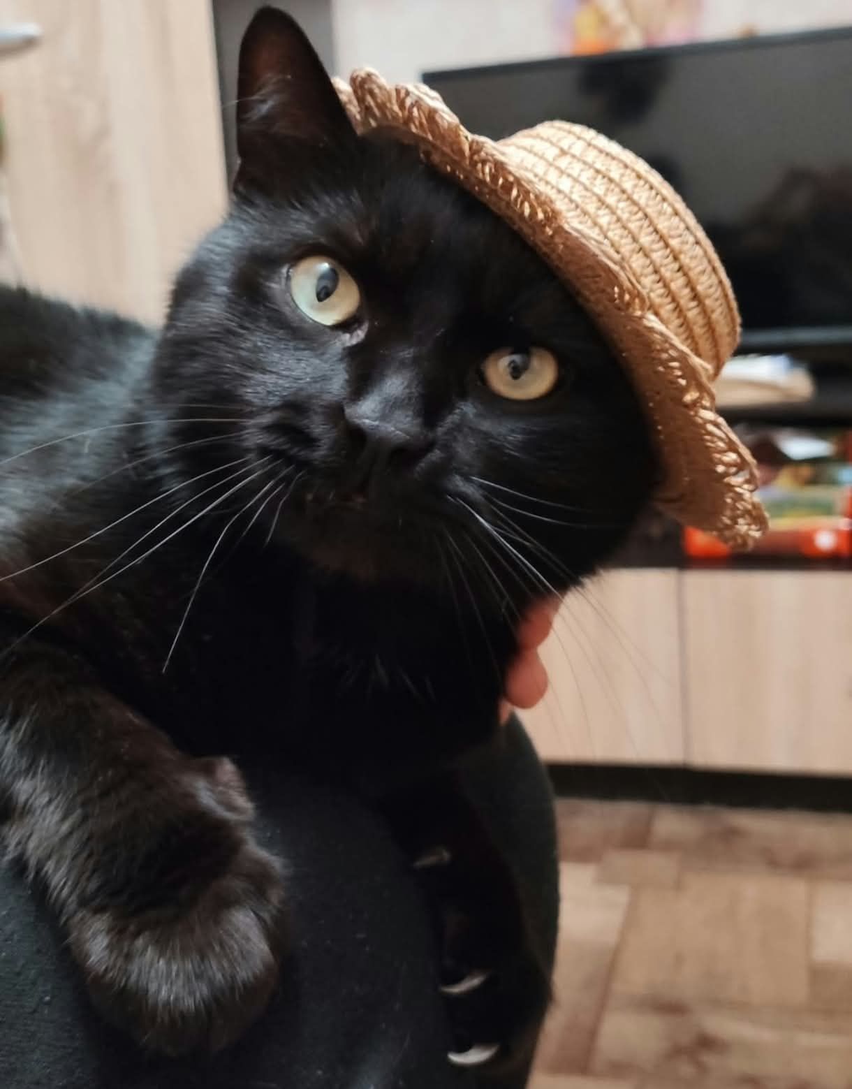 Коти в смішних капелюхах — це те, що гарантовано зніме напругу - фото 911972