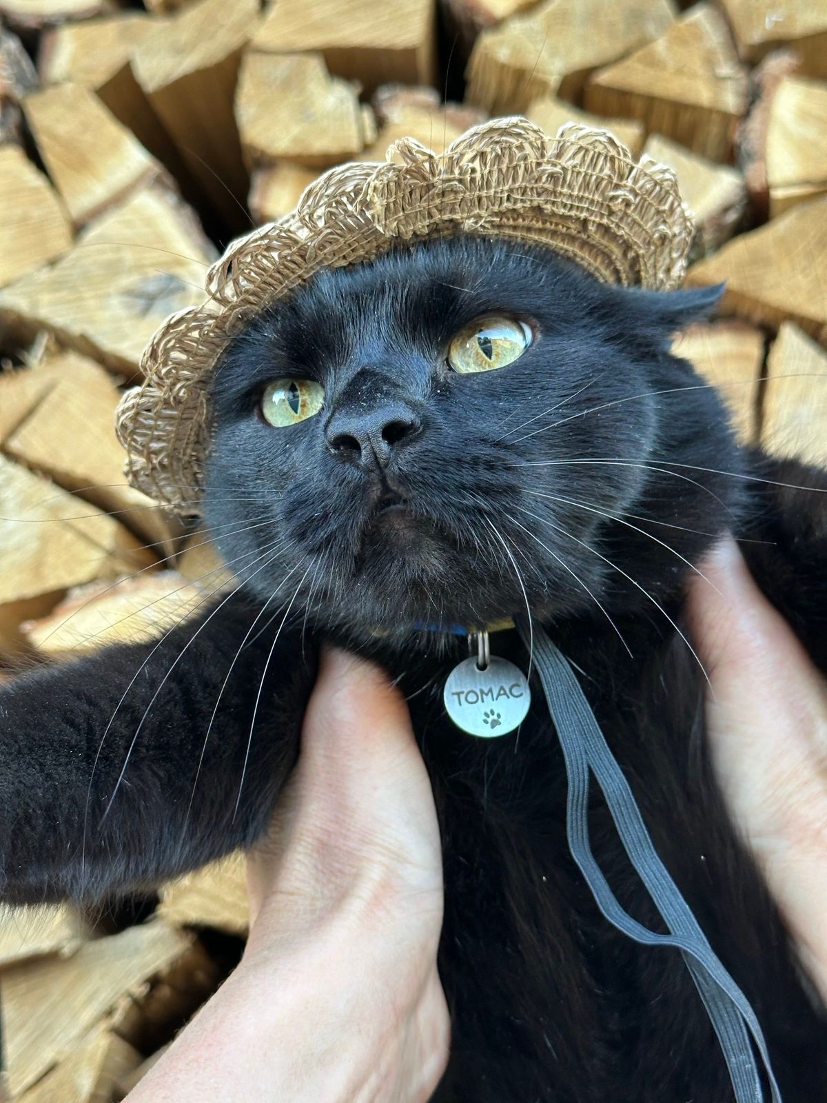 Коти в смішних капелюхах — це те, що гарантовано зніме напругу - фото 911973