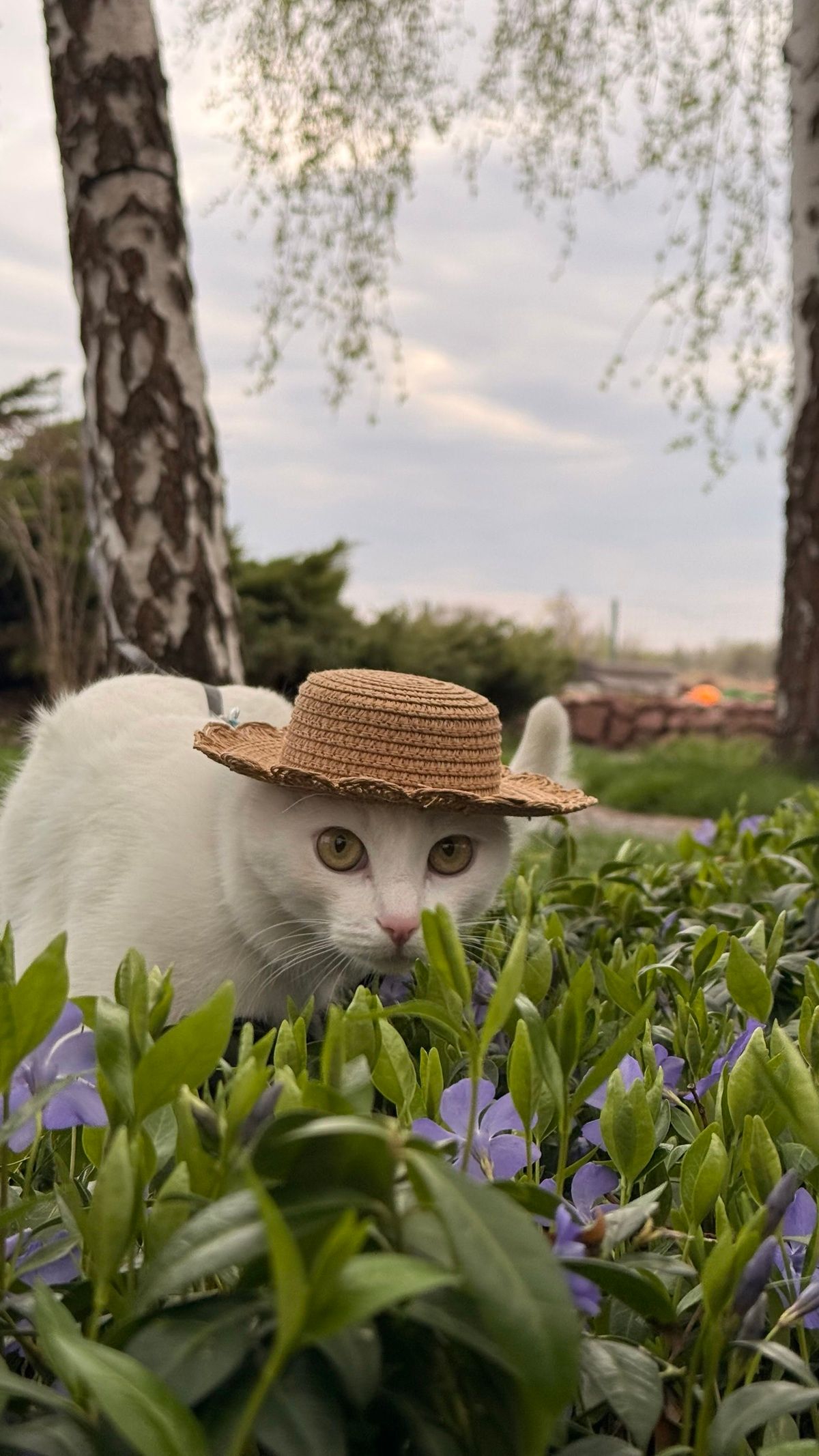 Коти в смішних капелюхах — це те, що гарантовано зніме напругу - фото 911975