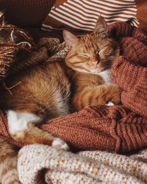 15 руденьких котиків, які ідеально передають осінній настрій - фото 912318