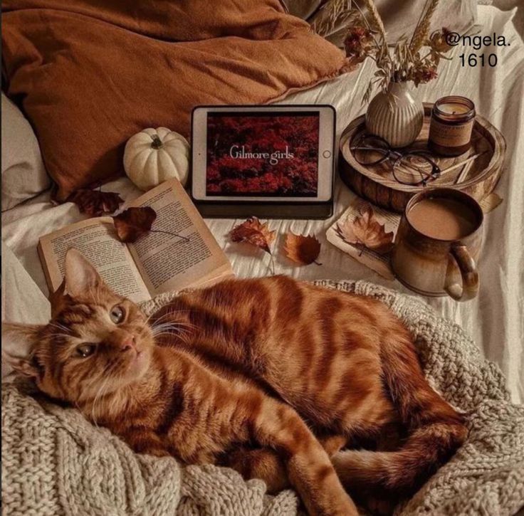 15 руденьких котиків, які ідеально передають осінній настрій - фото 912320